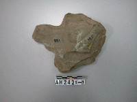藏品(帶柄石斧殘件)的圖片
